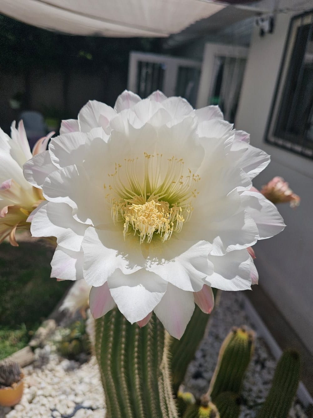 Flor del cactus